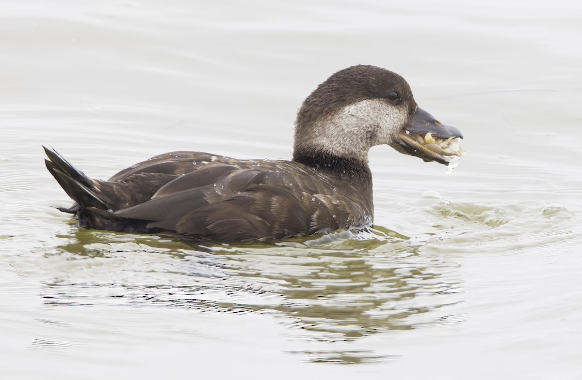 Black Scoter - ML360658481