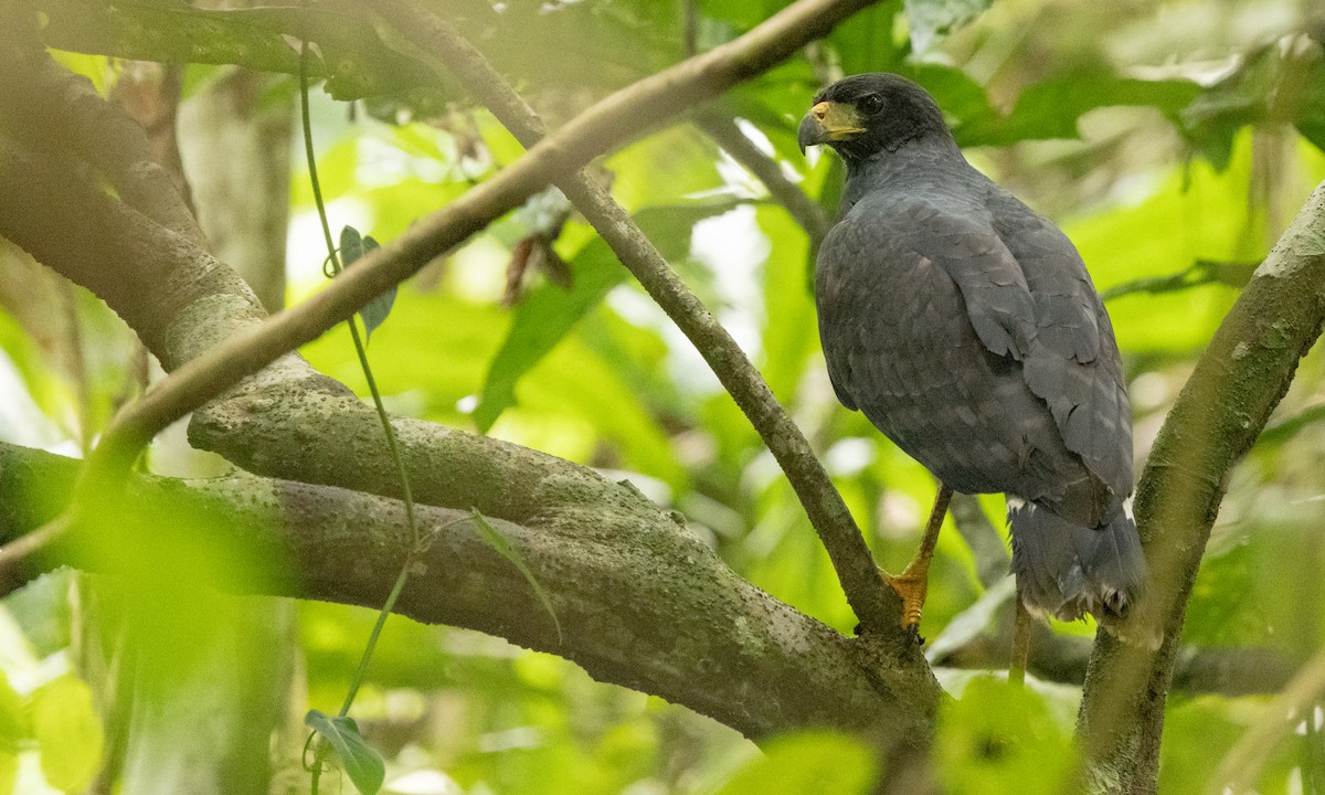 Common Black Hawk (Common) - Paul Fenwick