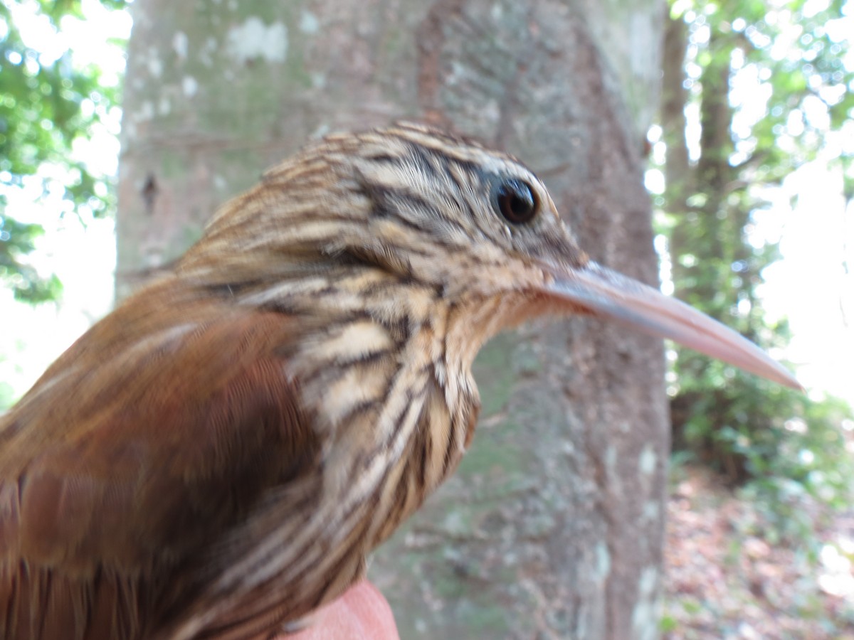 Streak-headed Woodcreeper - ML360660361