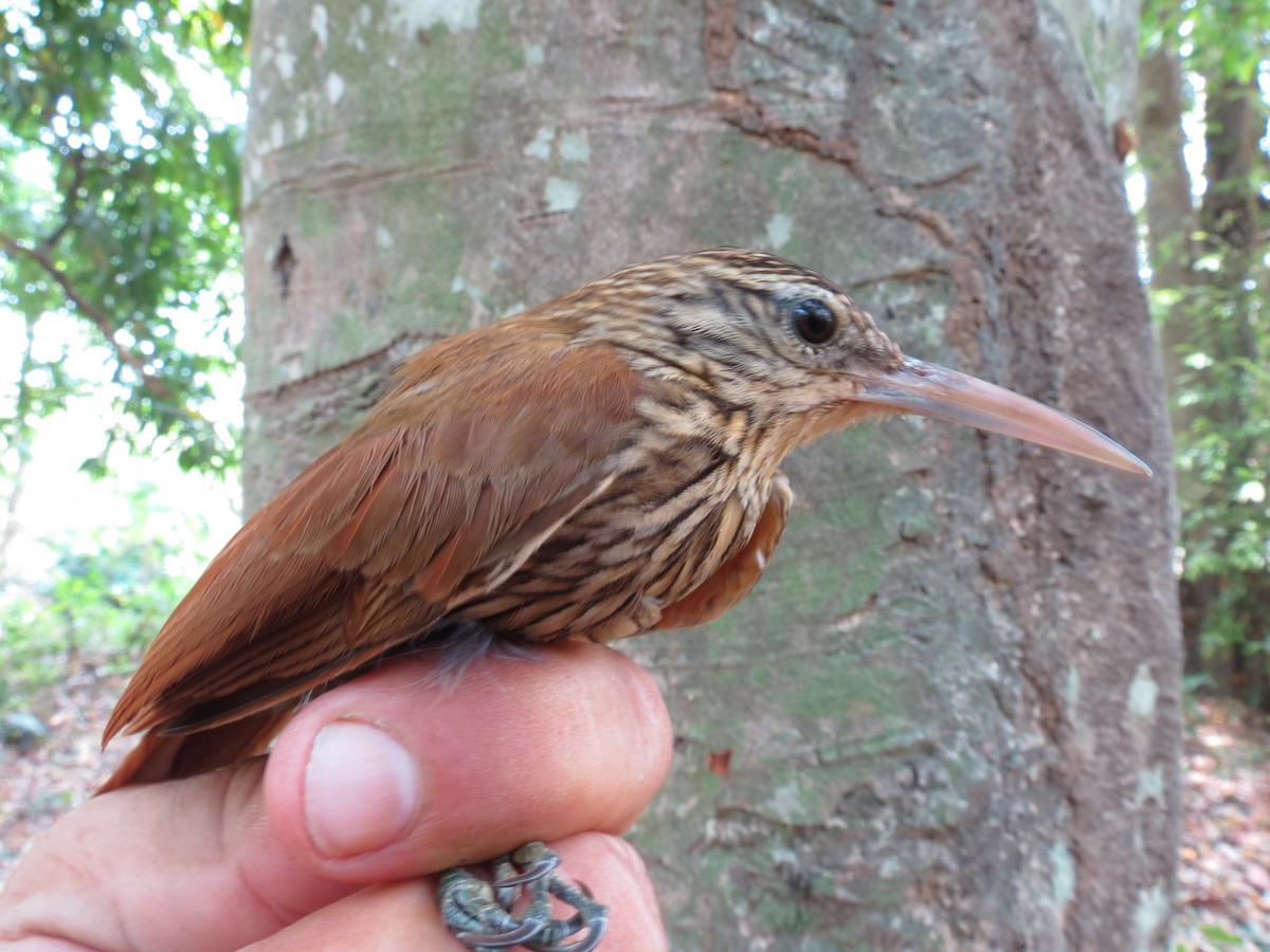 Streak-headed Woodcreeper - Alexis Araujo Quintero