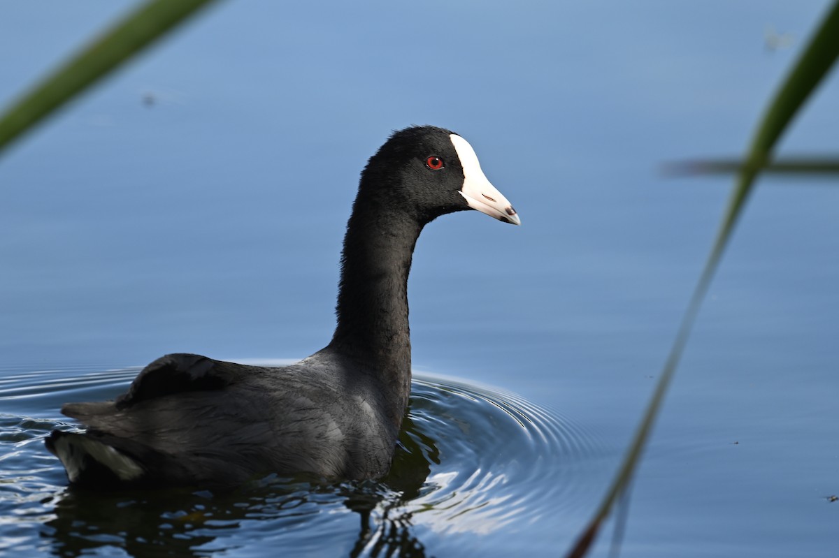 American Coot (White-shielded) - ML360661071