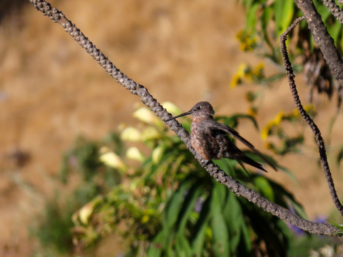 Colibrí Gigante - ML360661301