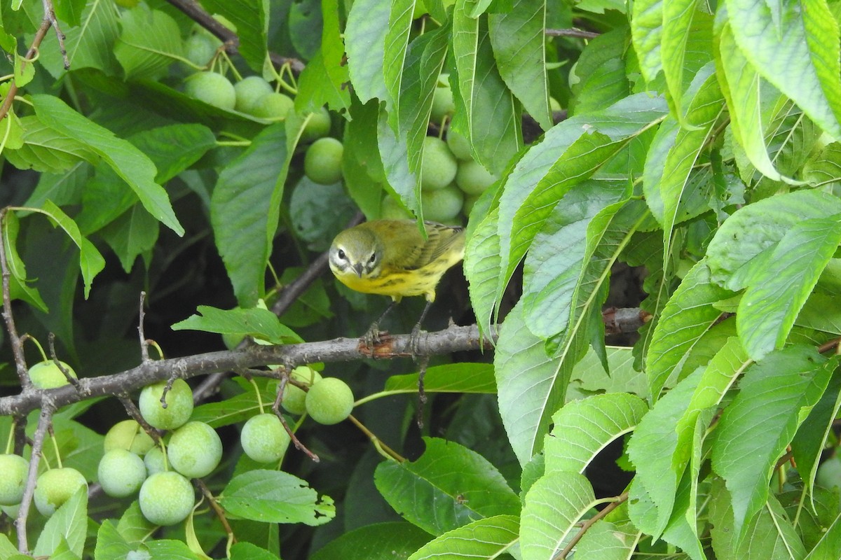 Prairie Warbler - Terry Walsh