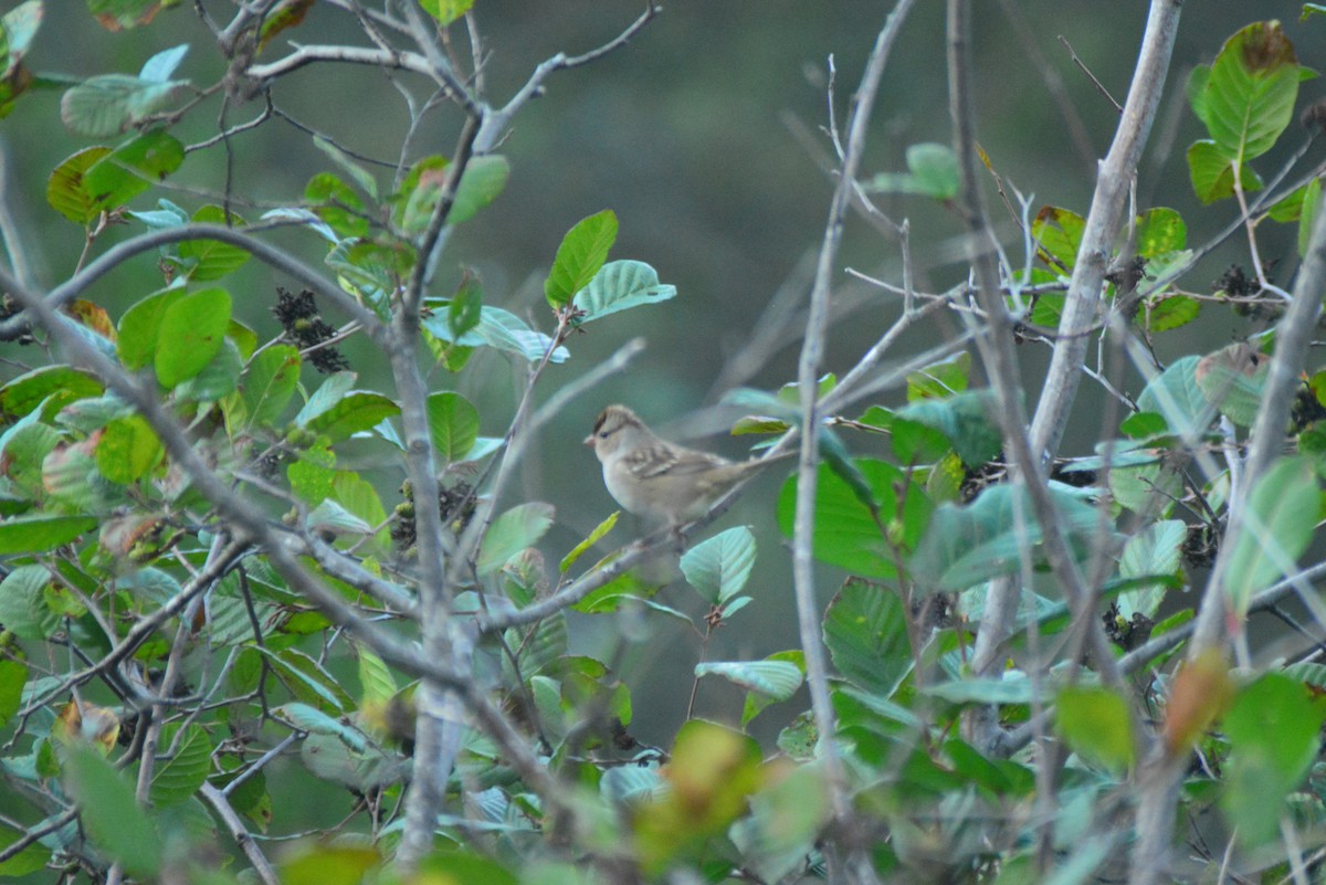 White-crowned Sparrow - Dylan Jackson