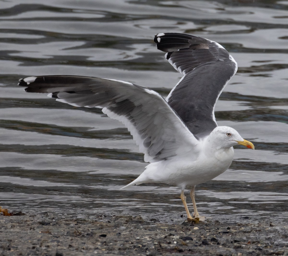 Lesser Black-backed Gull - ML360662461