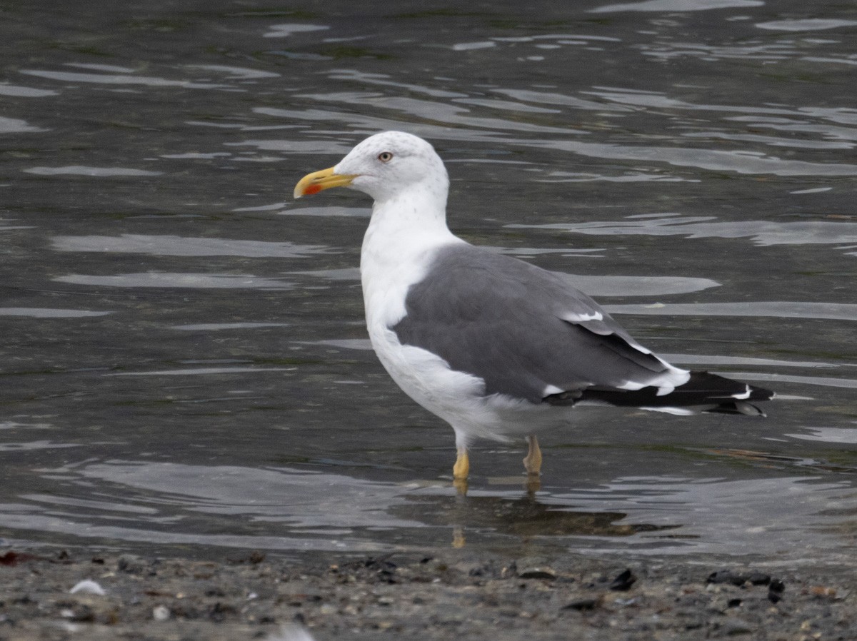 Lesser Black-backed Gull - ML360662471