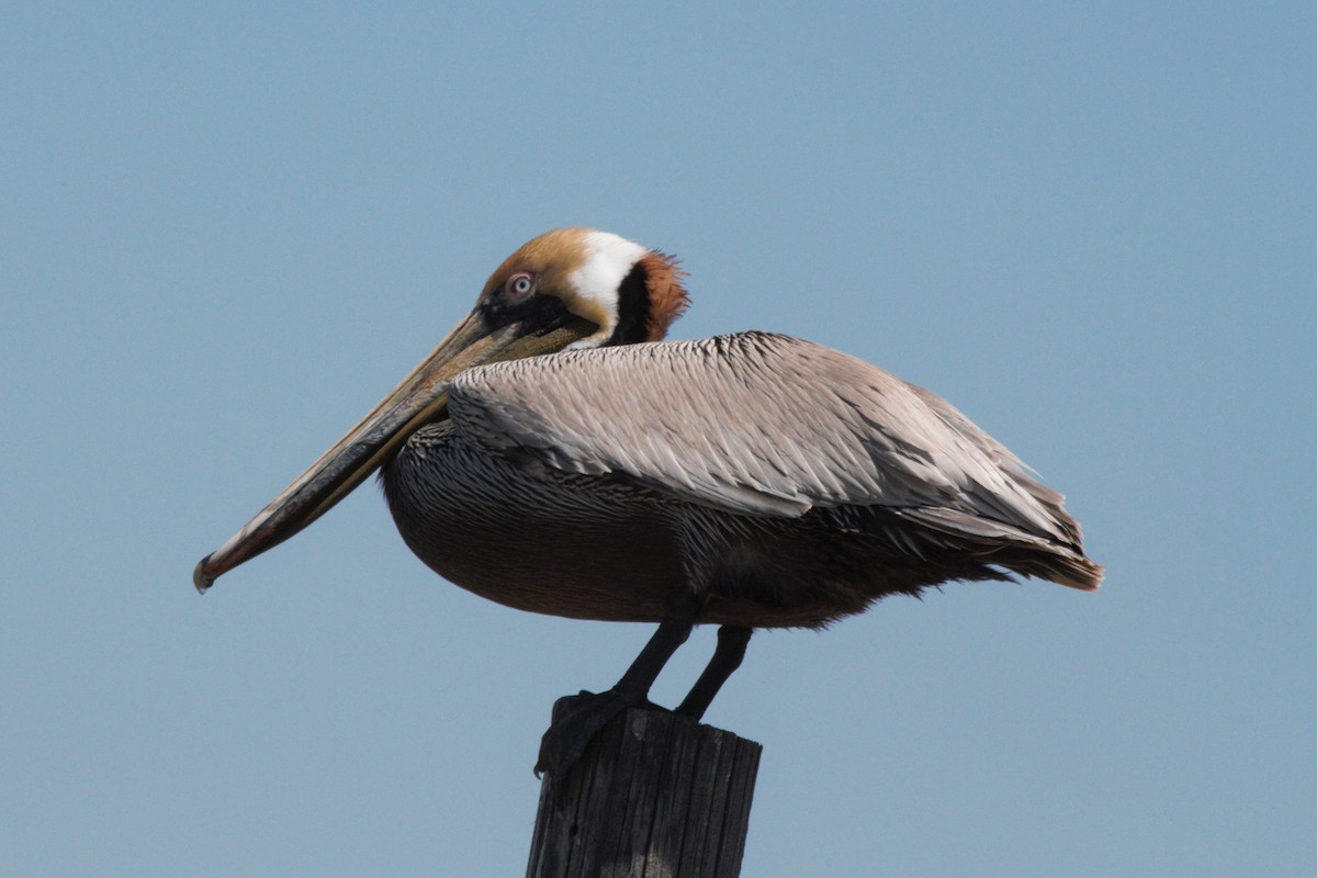 Brown Pelican - ML36066271