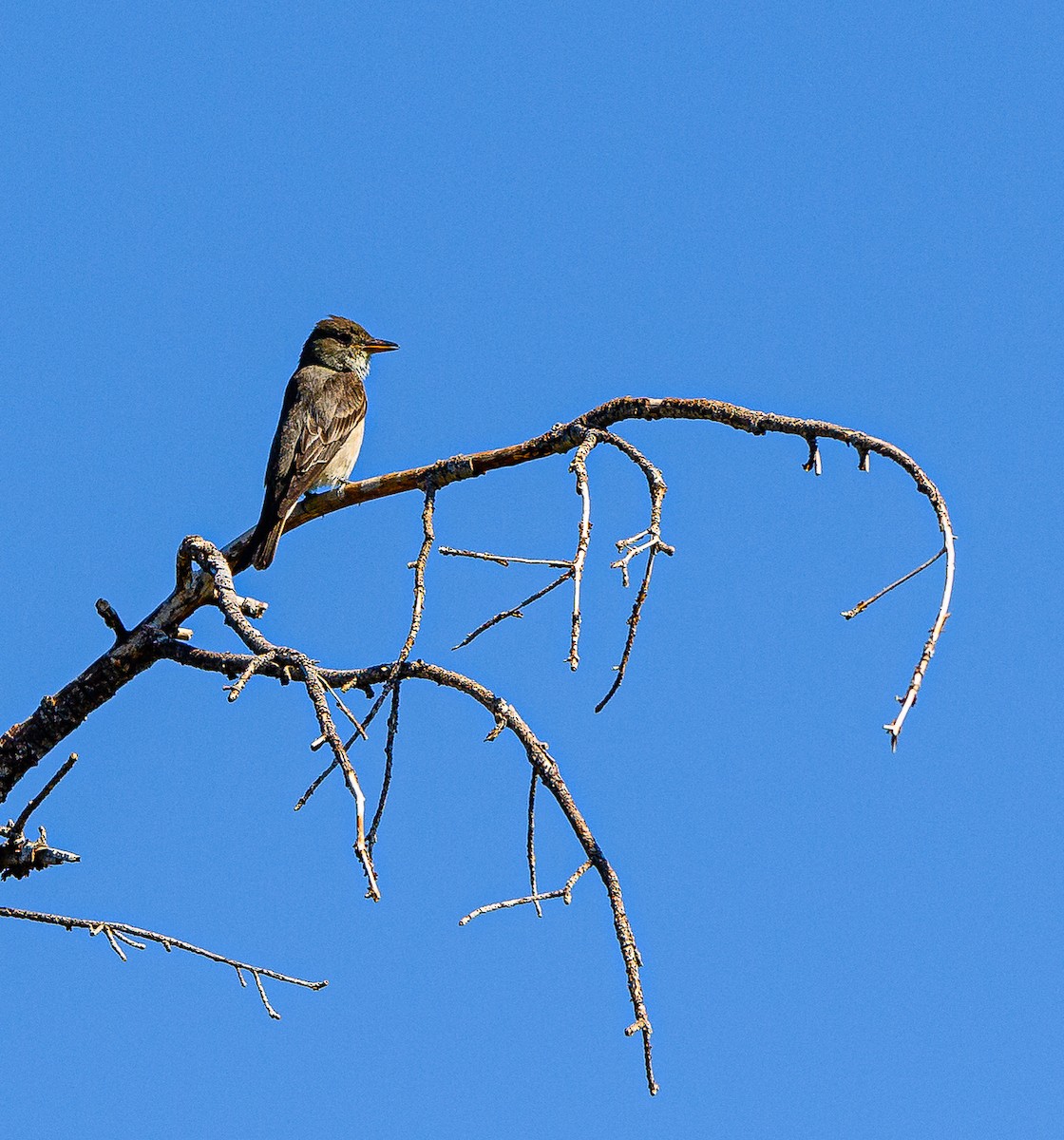 Olive-sided Flycatcher - ML360664091