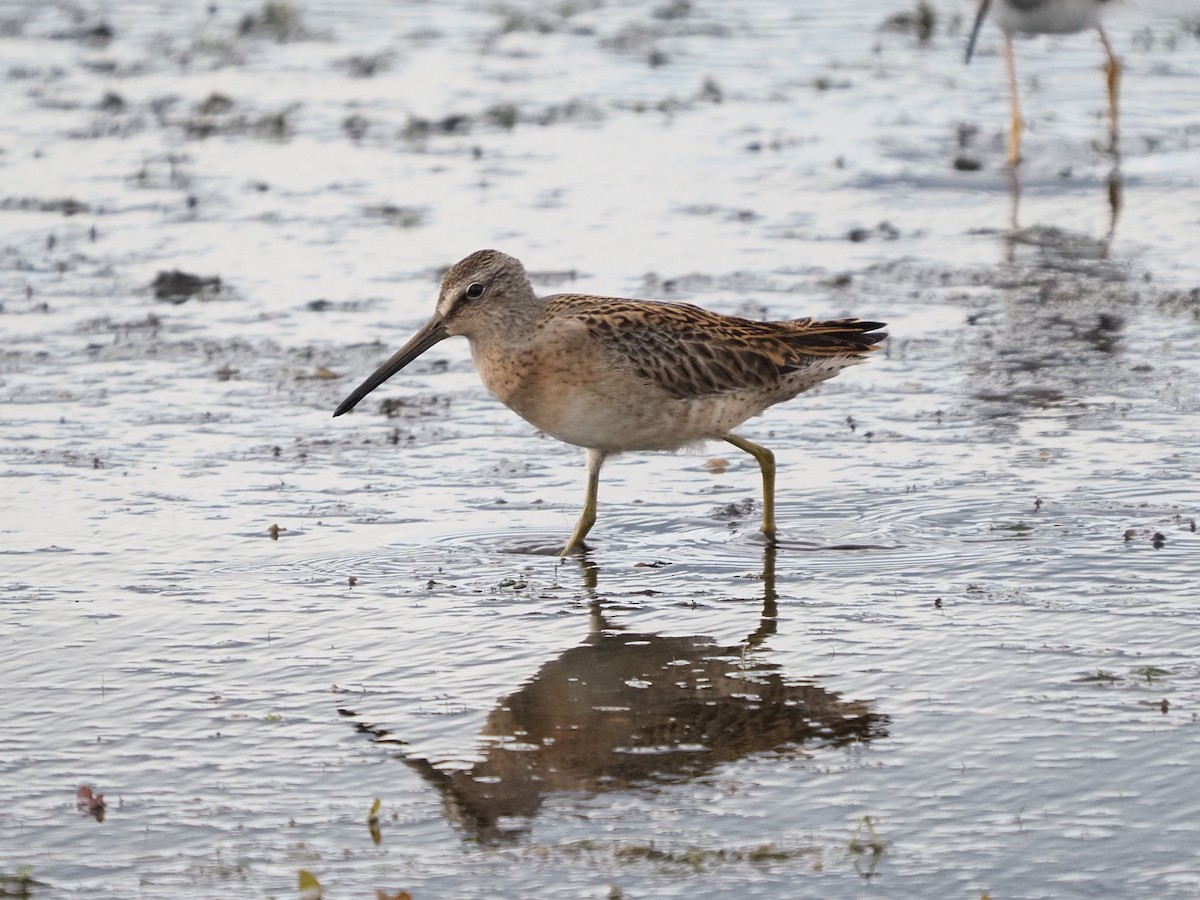 Short-billed Dowitcher - ML360664171