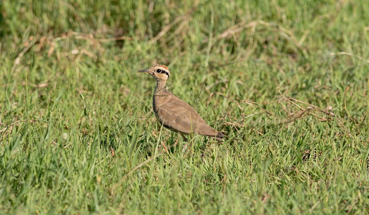 Temminck's Courser - ML360664231