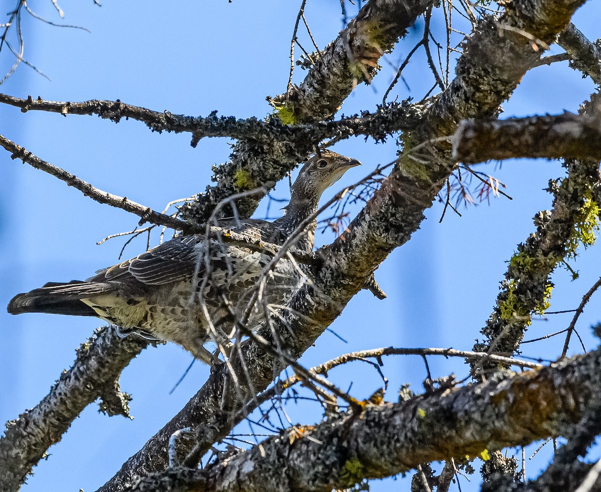 Dusky Grouse - ML360664451