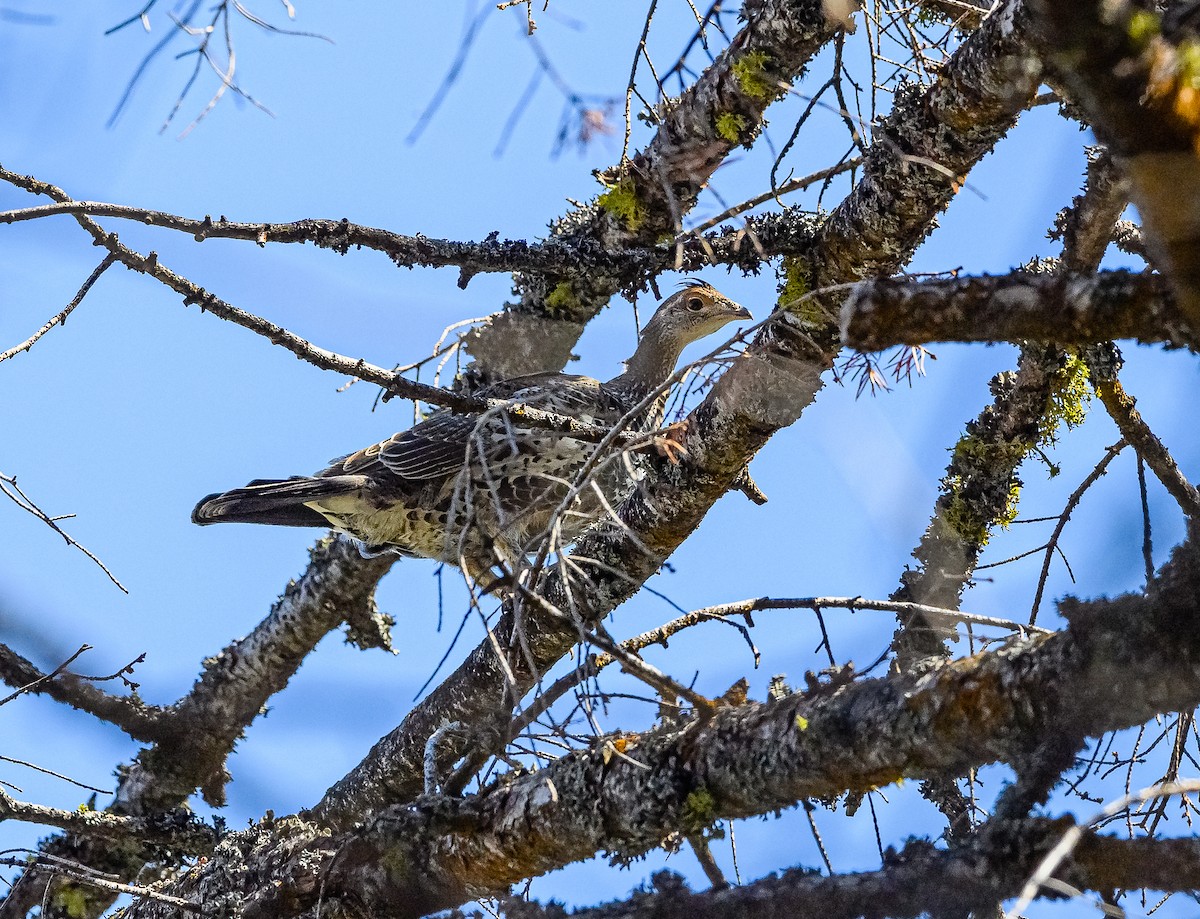 Dusky Grouse - Ken Miracle