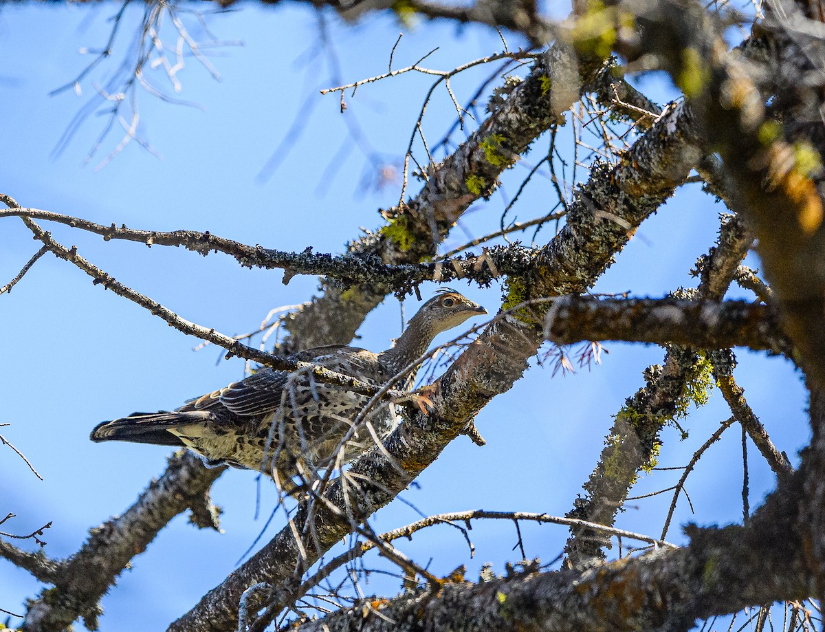 Dusky Grouse - ML360664471