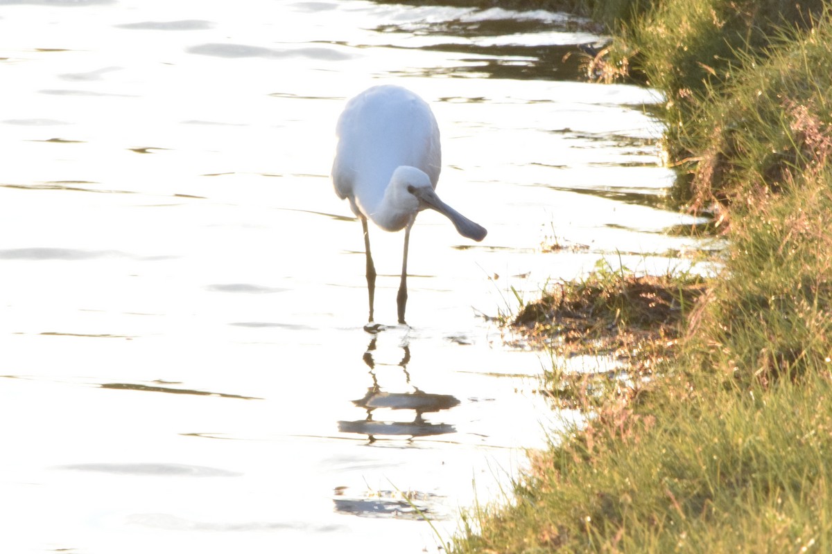 Eurasian Spoonbill - ML360666521