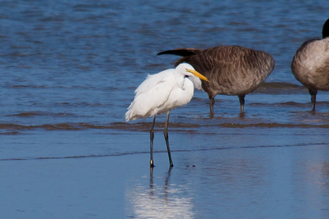 Great Egret - ML360666541