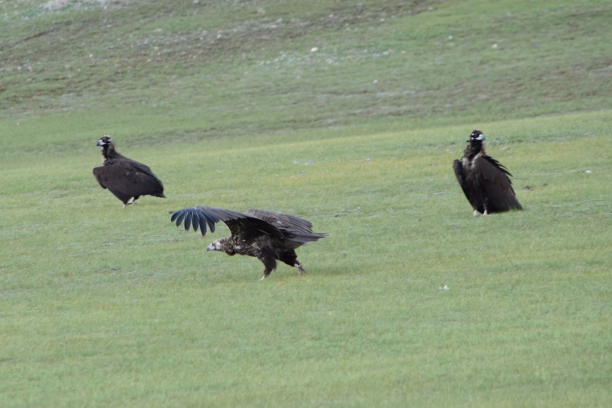 Cinereous Vulture - Matt Nottingham