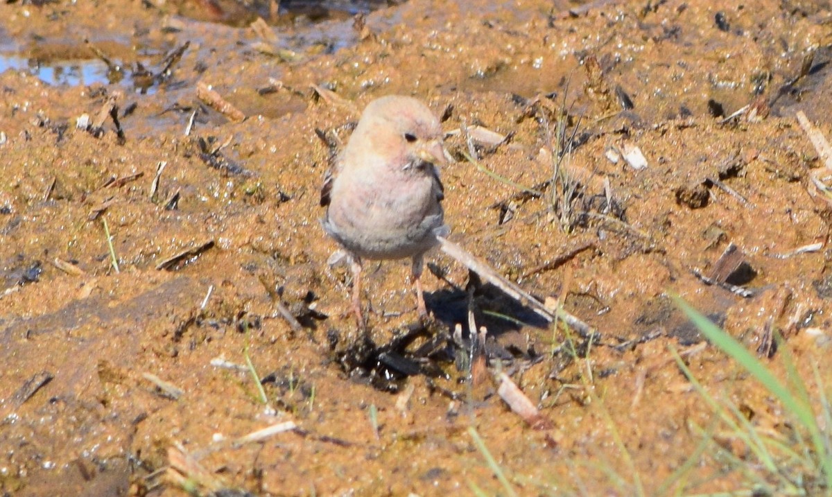 Mongolian Finch - Matt Nottingham