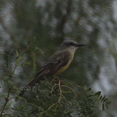 Tropical Kingbird - ML360666841