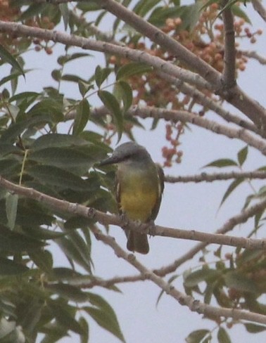 Tropical Kingbird - ML360666861