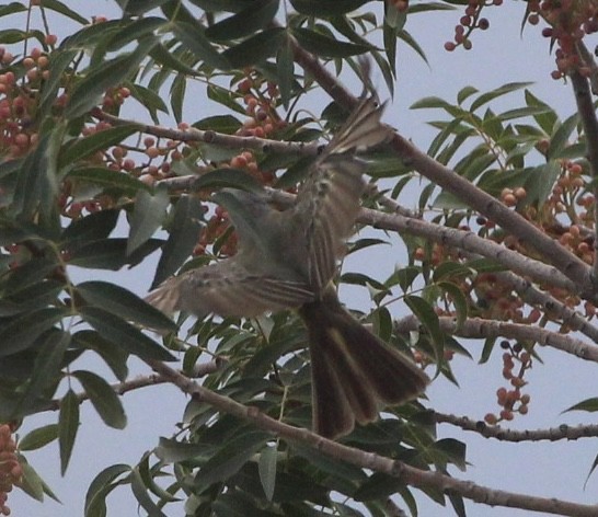 Tropical Kingbird - ML360666901