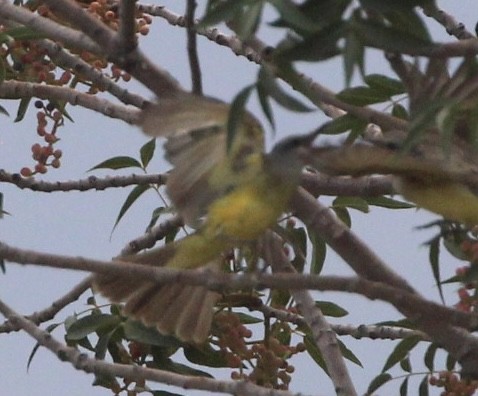 Tropical Kingbird - ML360666991