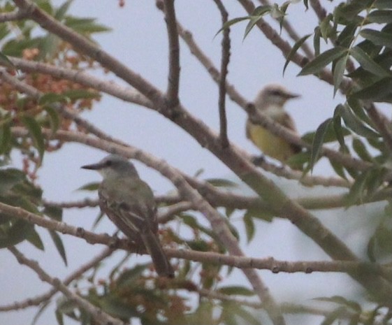 Tropical Kingbird - ML360667071