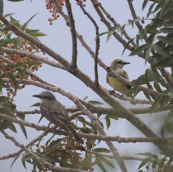 Tropical Kingbird - ML360667191