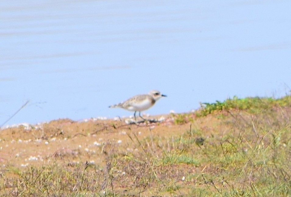 Sanderling - Matt Nottingham