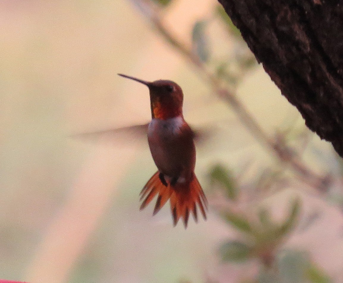 Allen's Hummingbird - ML360669251