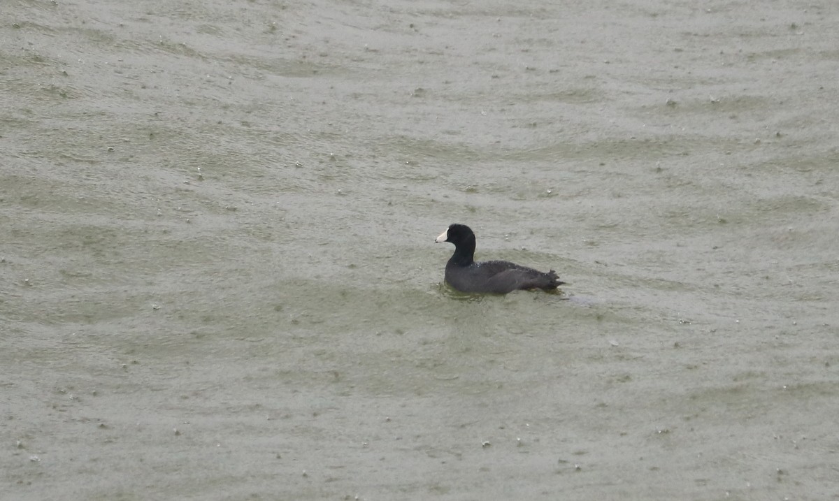 American Coot - ML360670081