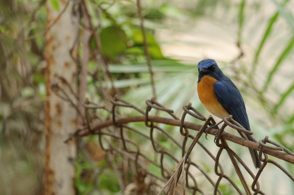 Tickell's Blue Flycatcher - ML360670951