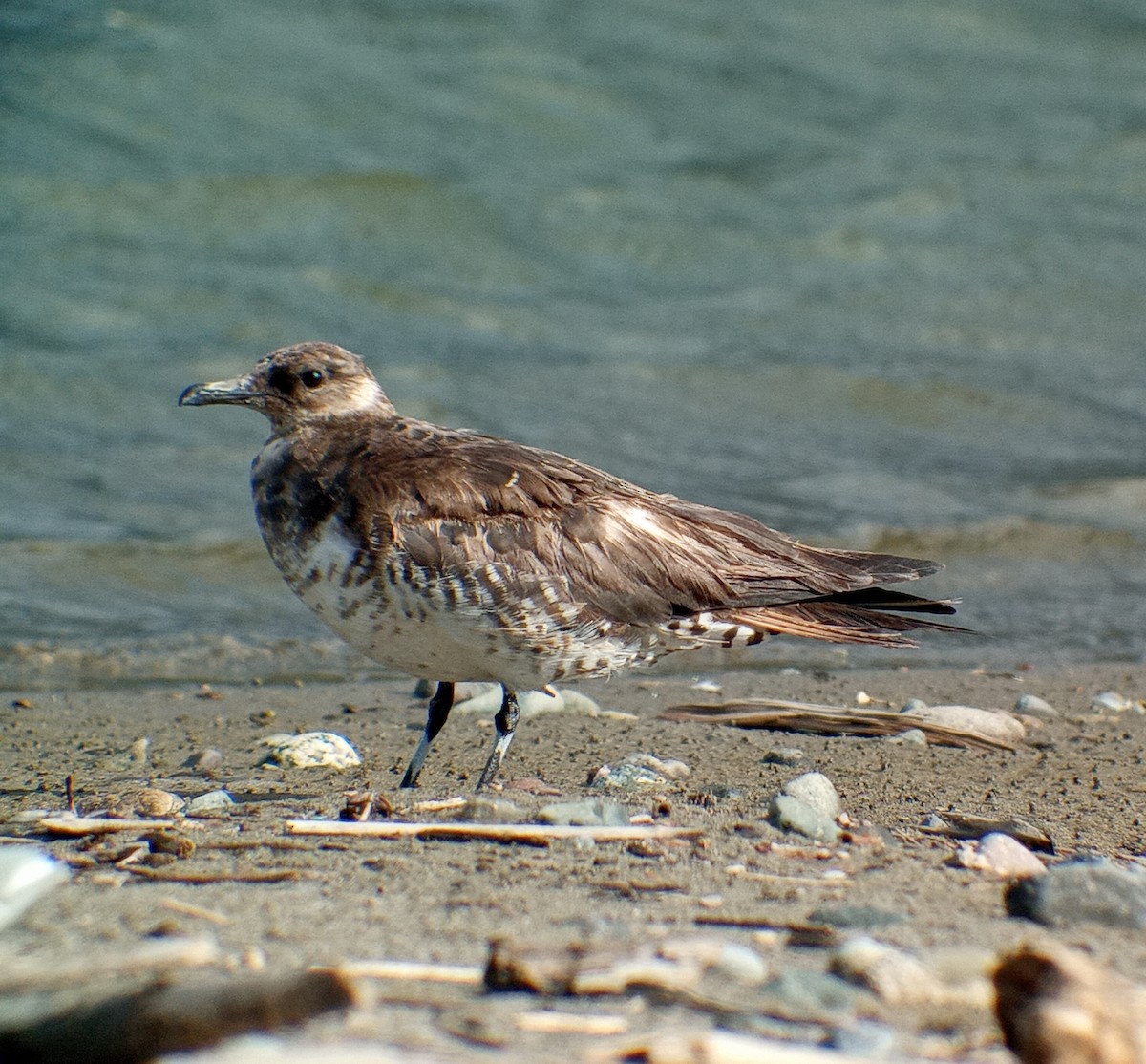 Parasitic Jaeger - ML360671931