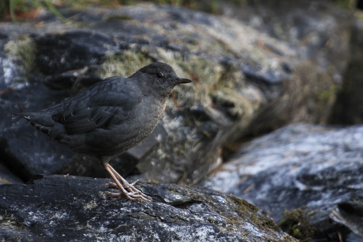 American Dipper - ML360672351