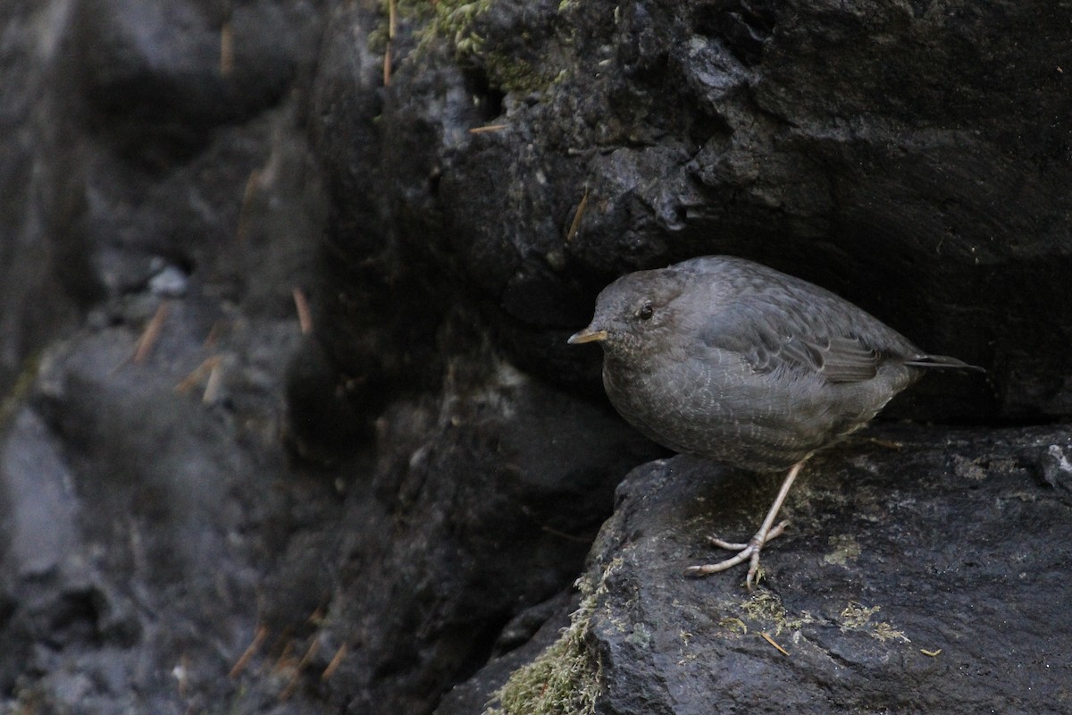 American Dipper - ML360672381