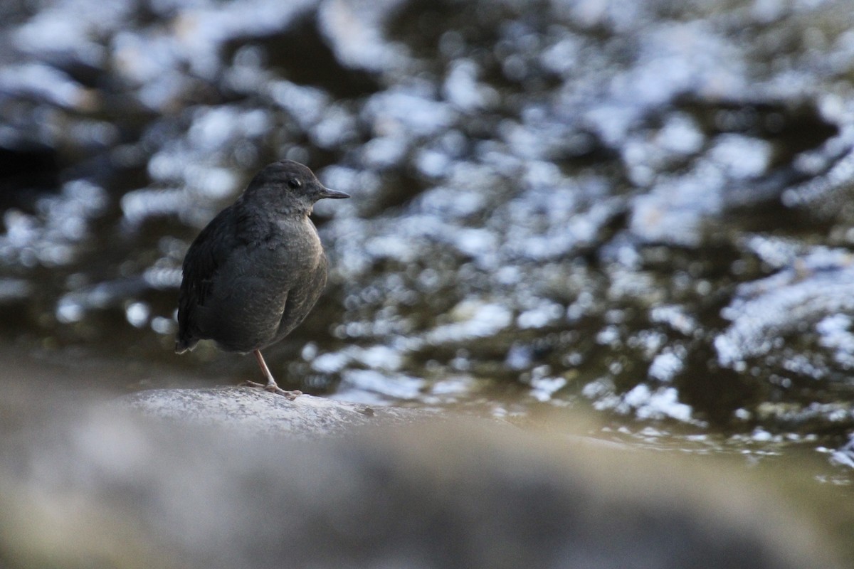 American Dipper - ML360672441