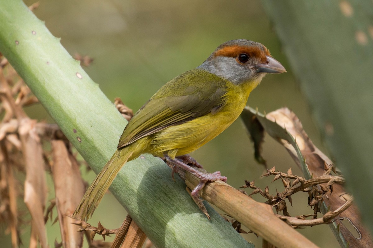 Rufous-browed Peppershrike - ML36067321