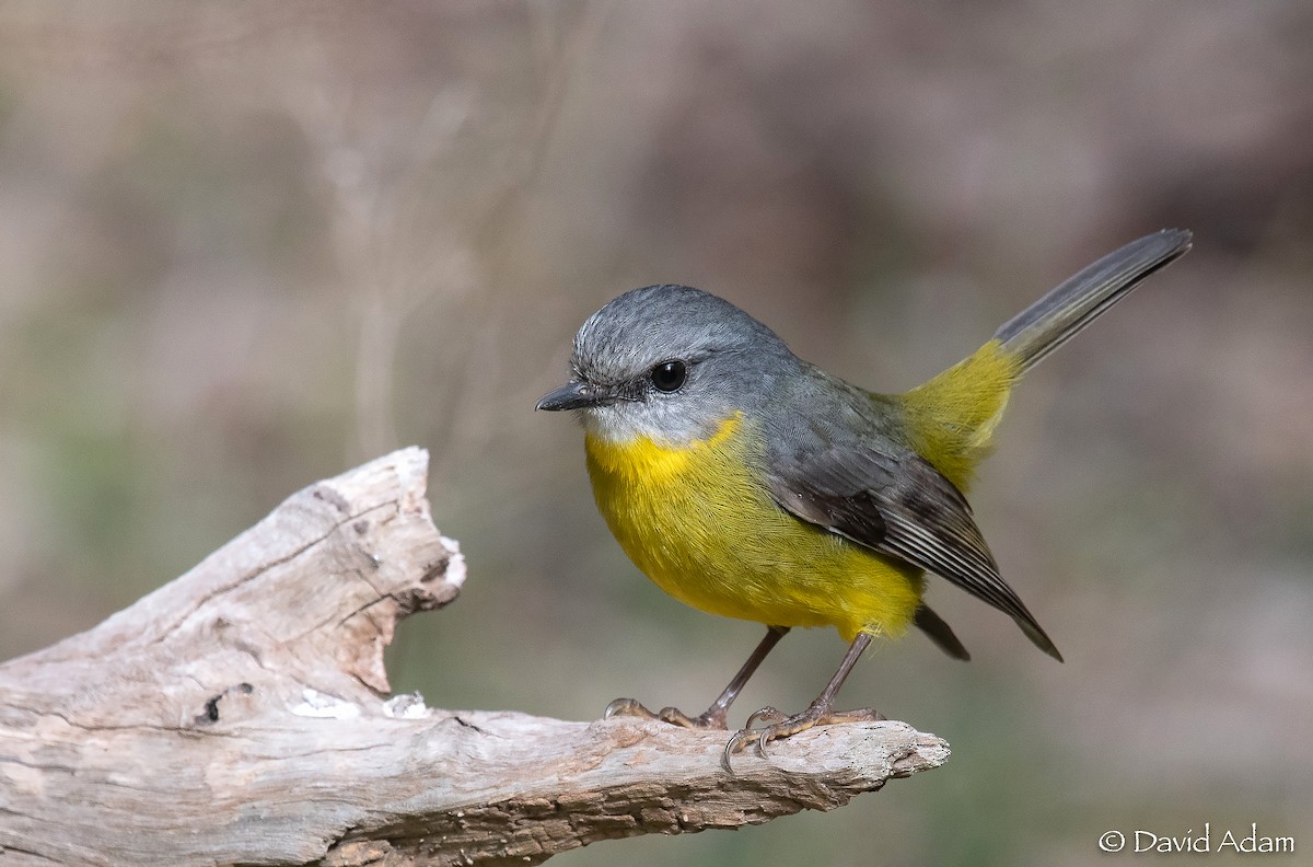 Eastern Yellow Robin - David Adam