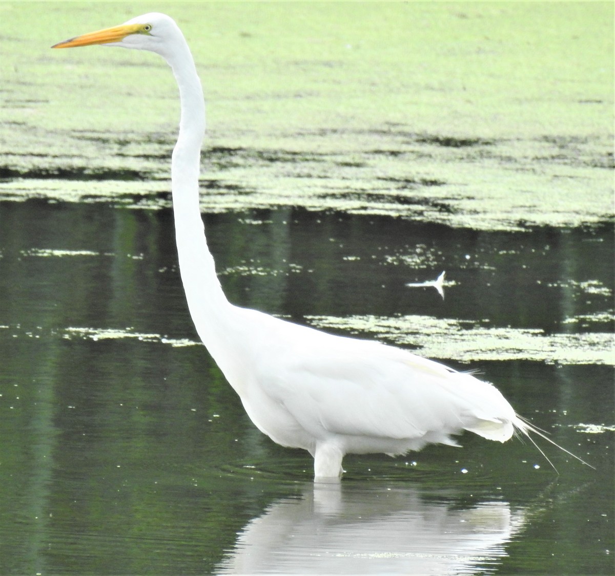 Great Egret - ML360673831