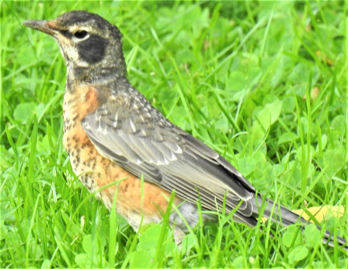 American Robin - ML360674021