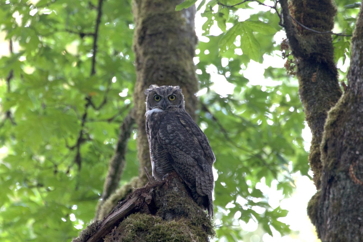 Hontz virginiarra - ML360676591