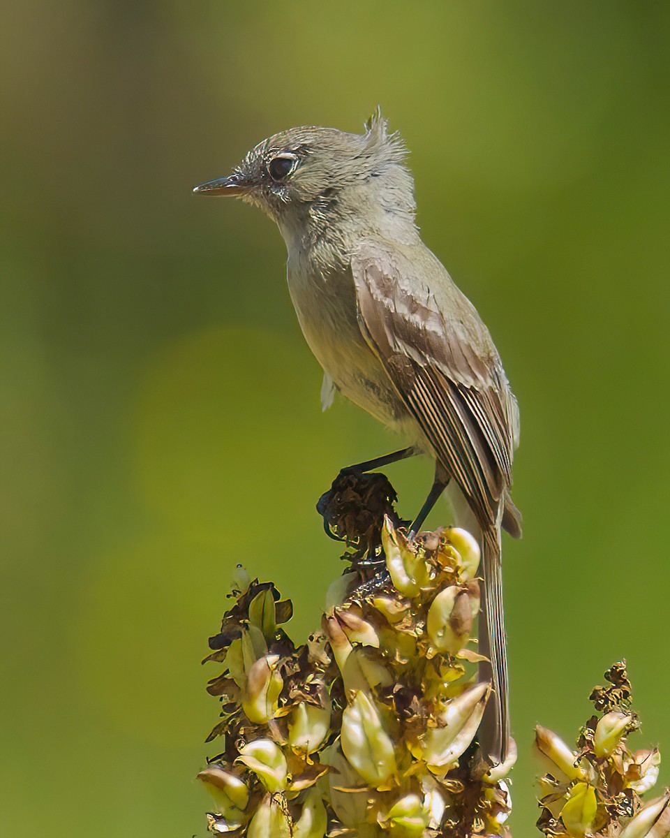 Dusky Flycatcher - Charlotte Allen