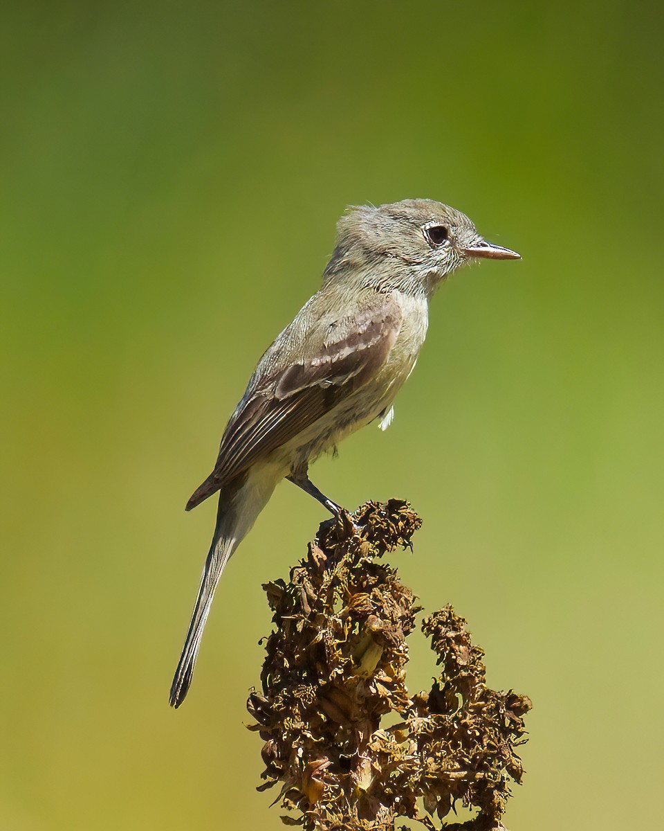 Dusky Flycatcher - Charlotte Allen