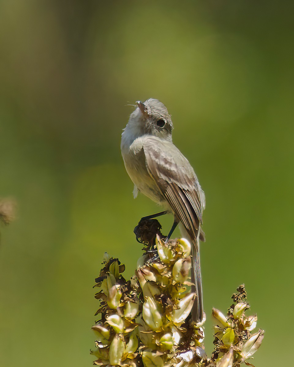 Dusky Flycatcher - ML360677241