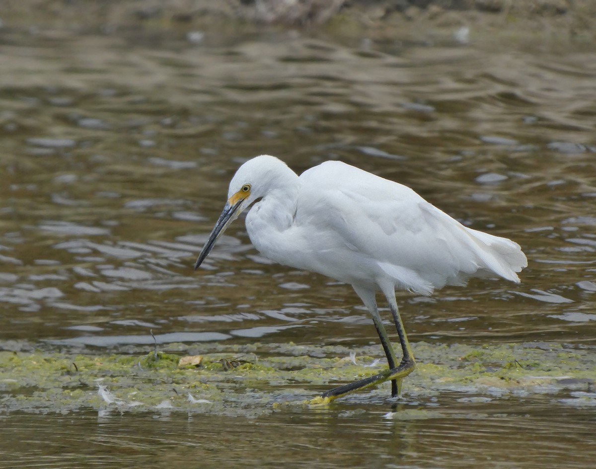 Snowy Egret - ML360677501