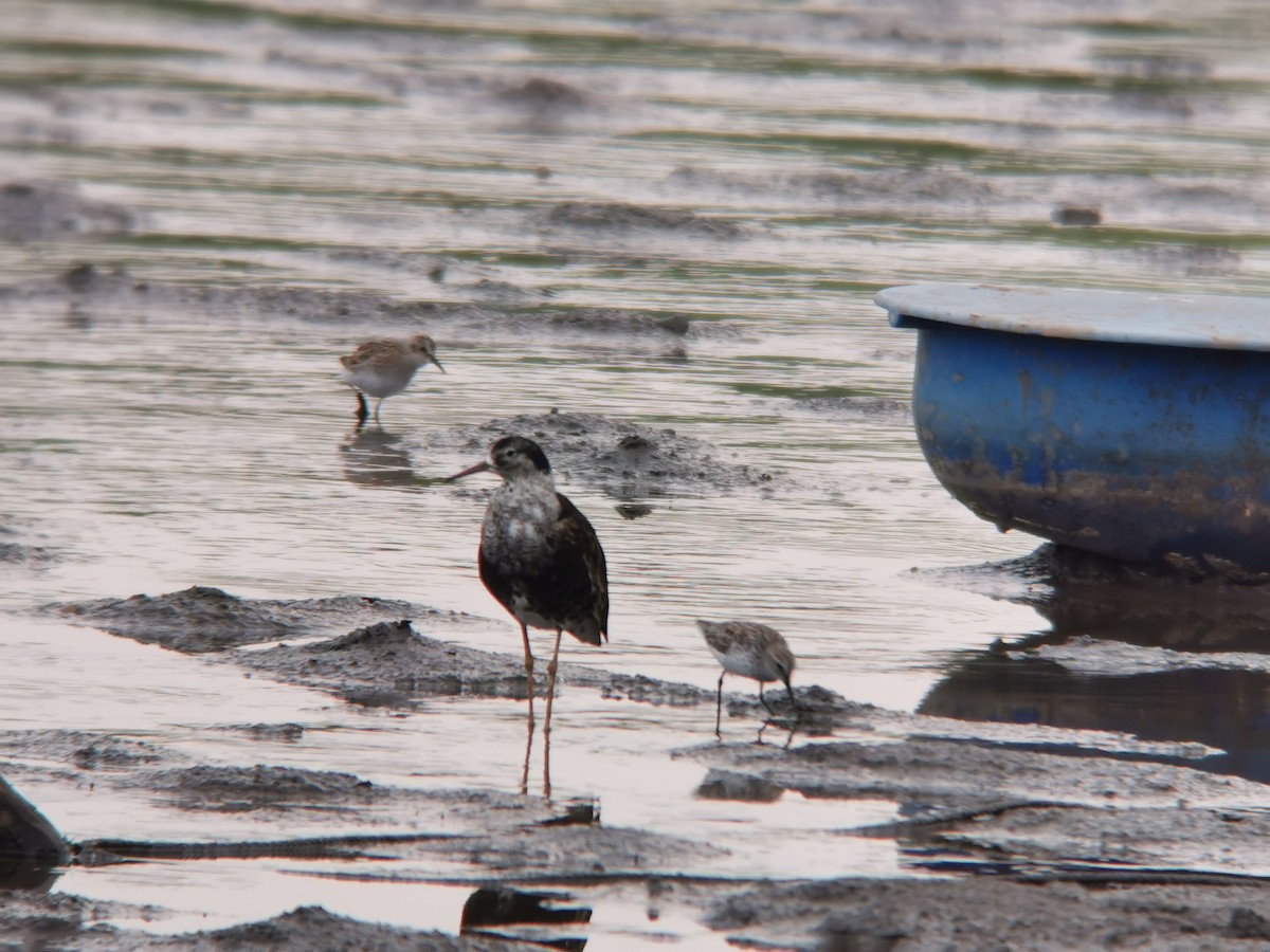 流蘇鷸 - ML360677811