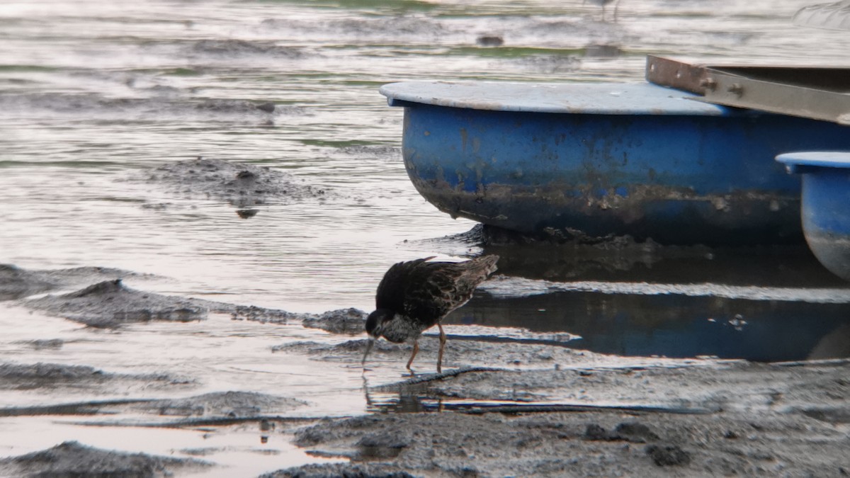 流蘇鷸 - ML360677861