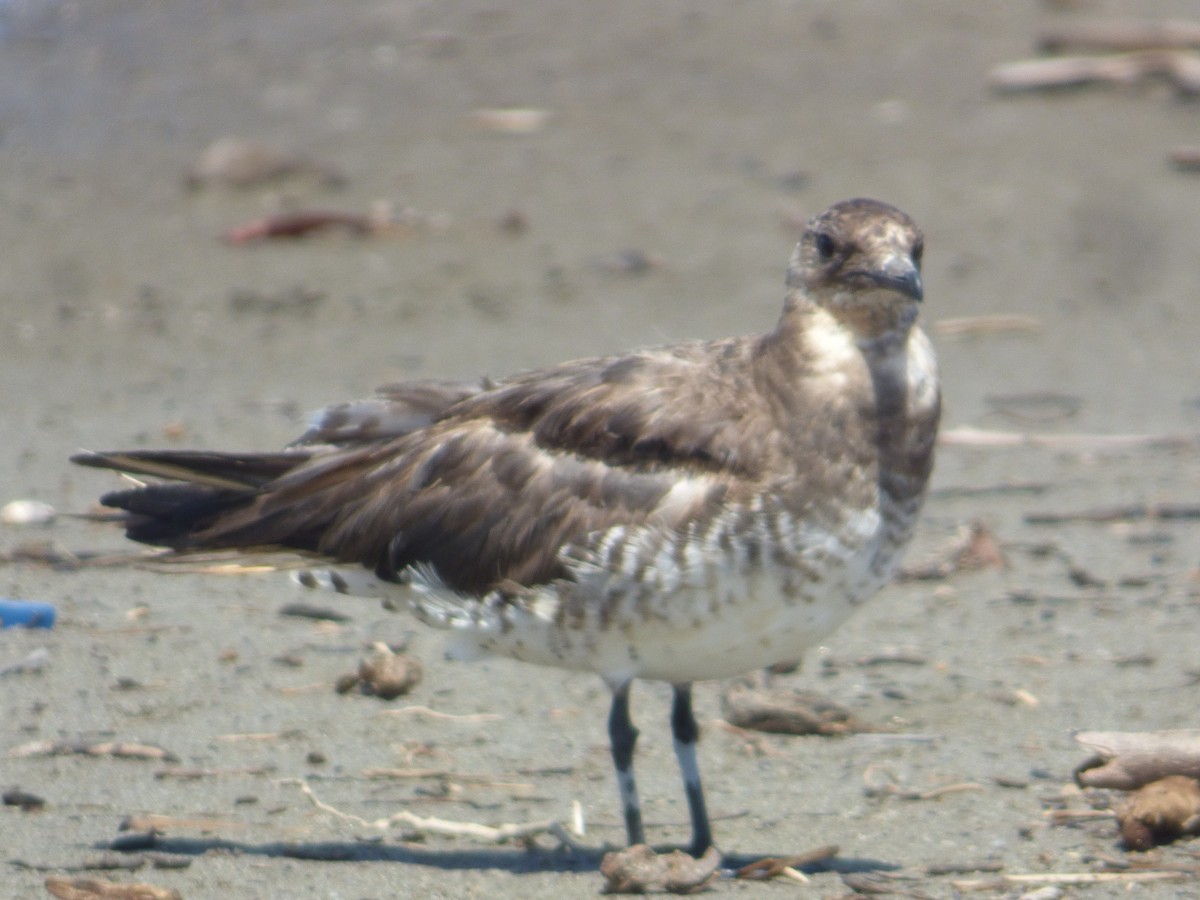 Parasitic Jaeger - ML360678981