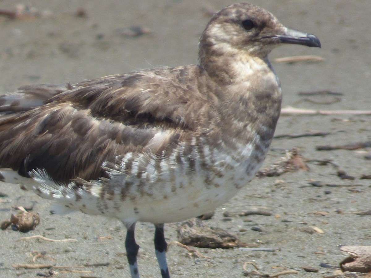 Parasitic Jaeger - ML360678991