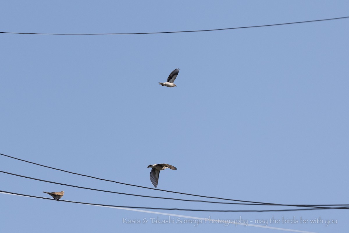 White-shouldered Starling - Kasia & Takashi Someya