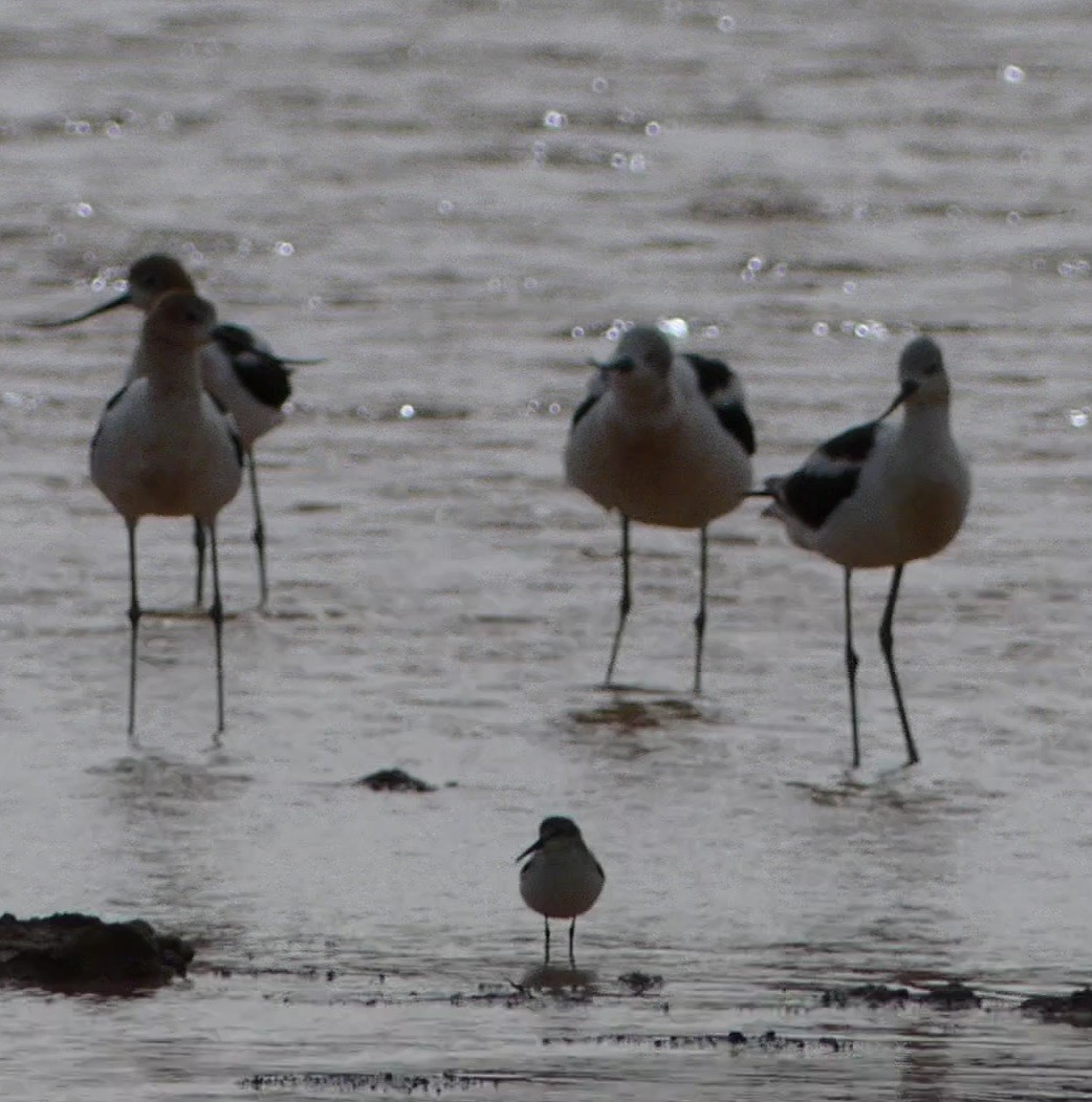 Western Sandpiper - ML360681451